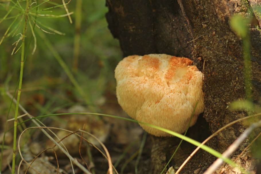 Гриб на дереве пушистый