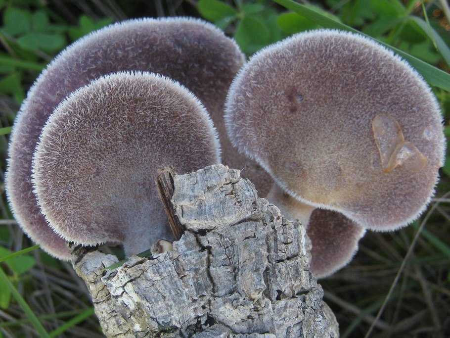 Панус мохнатый