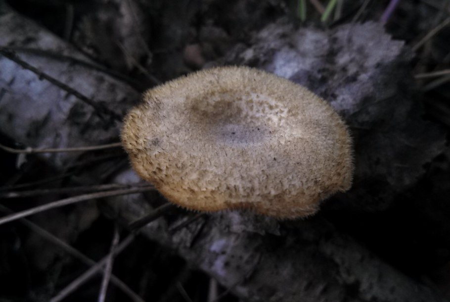 Мохнатый коричневый гриб