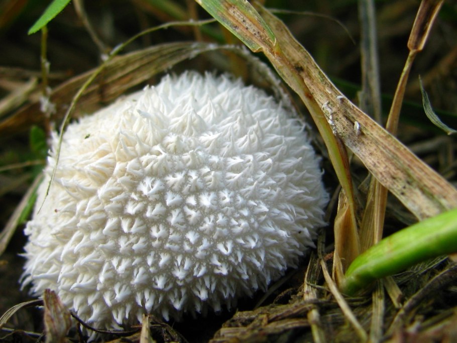 Дождевик ежевидный (Lycoperdon echinatum)