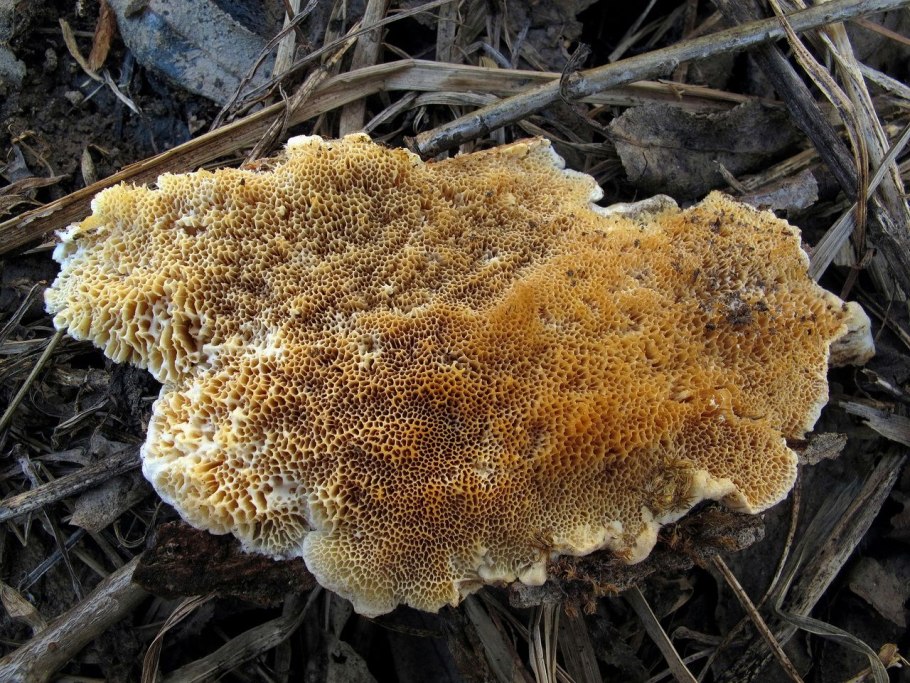 Трутовик распростертый