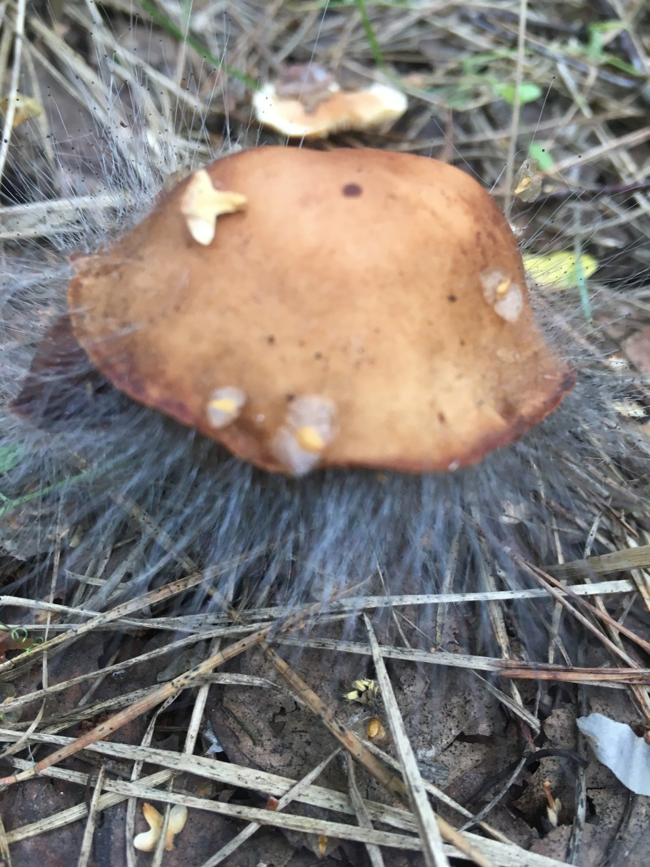 Гриб с мохнатой шляпкой