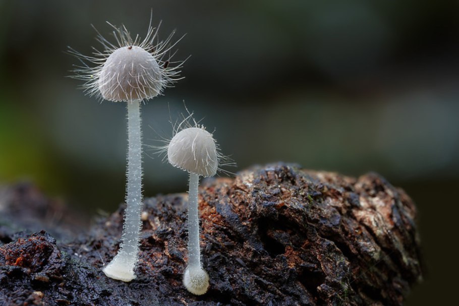 Мицена (Mycena interrupta)