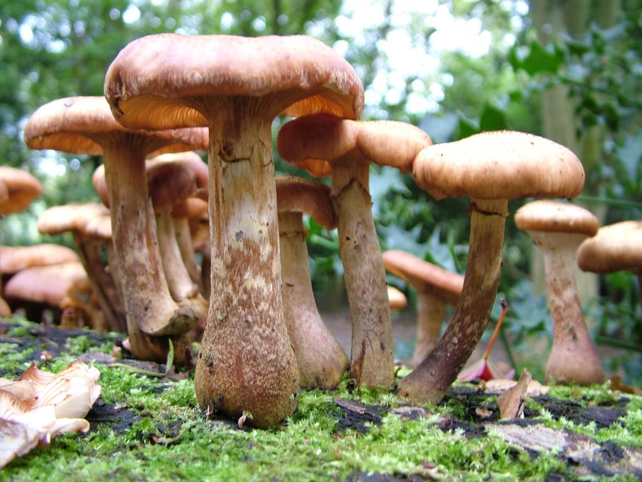 Armillaria самый большой гриб