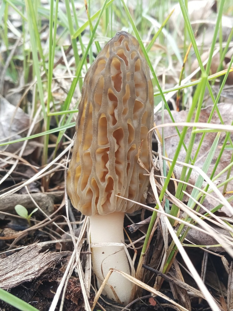 Сморчки грибы съедобные