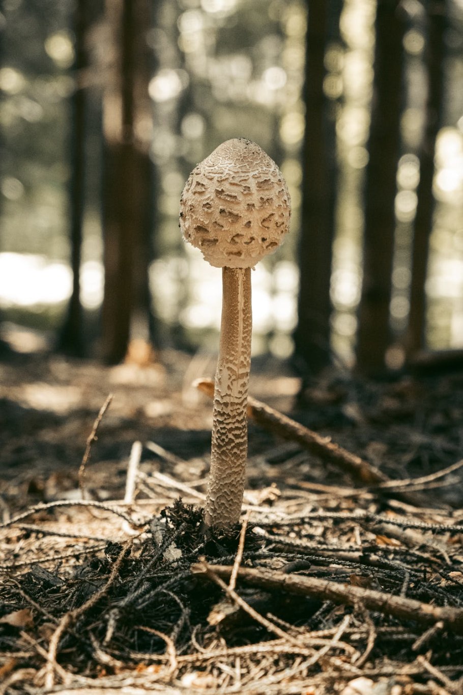 Высокие грибы