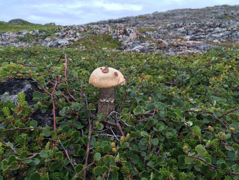 Macrocybe Titans гриб