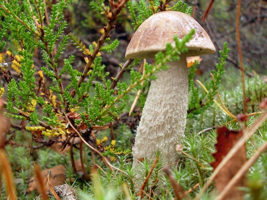 Подберезовик Тундровый