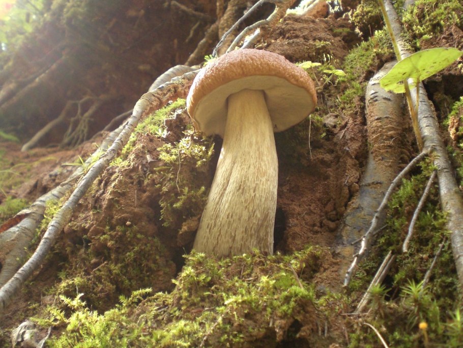 Грибы гиганты