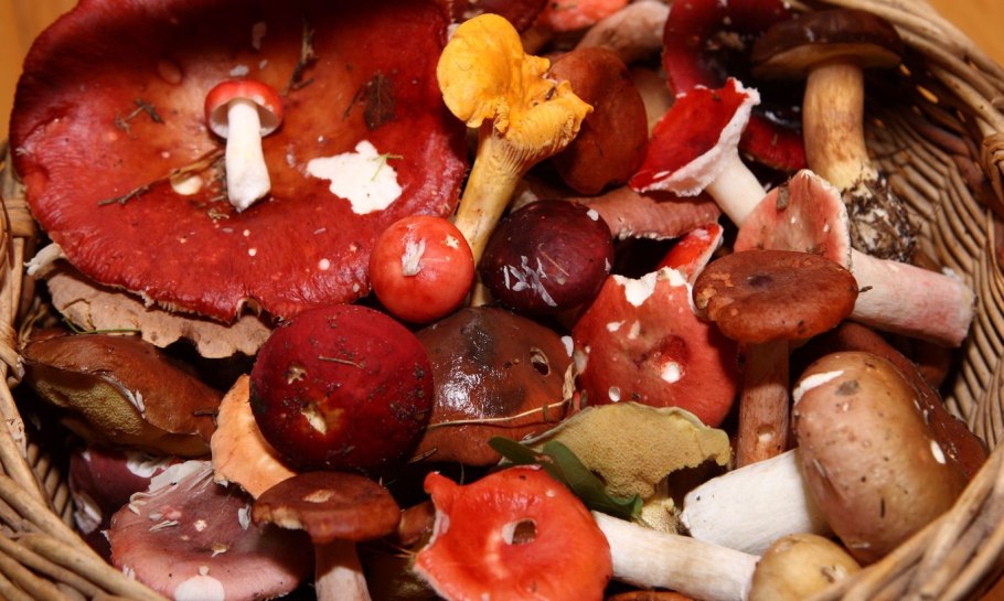 Грибы в Эстонии