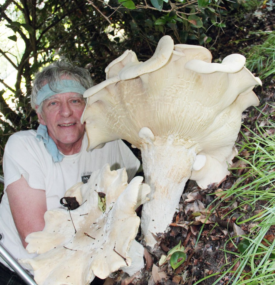 Навозник белый Coprinus comatus