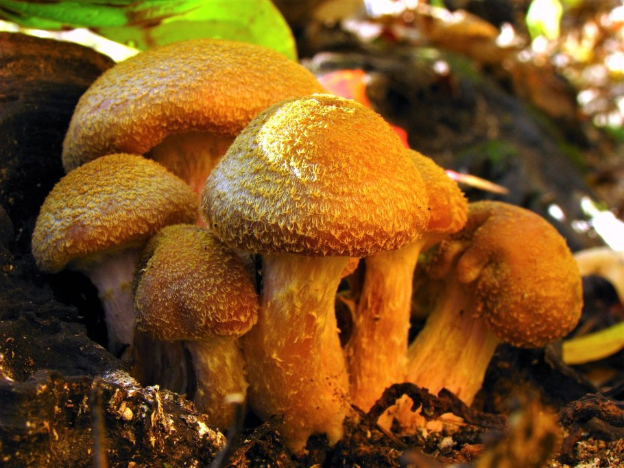 Опенок толстоногий Armillaria Gallica