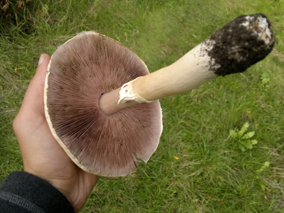 Грибы высокие с загнутой ногой