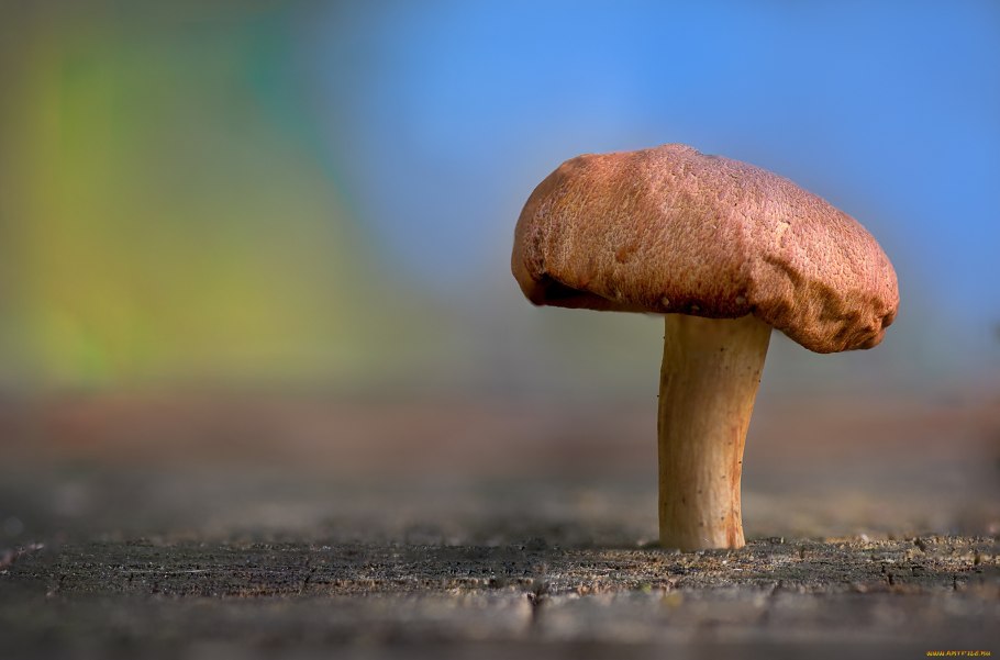 Обои на рабочий стол грибы