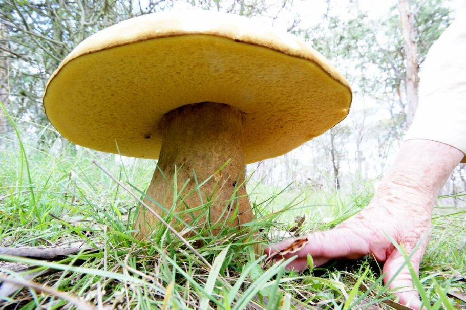 Phlebopus marginatus