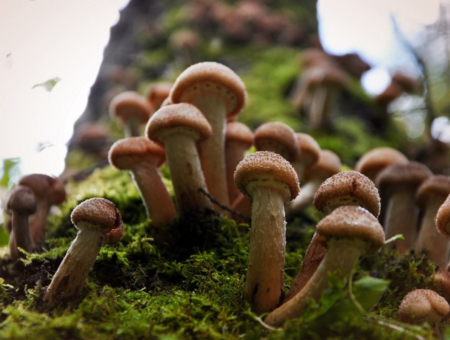 Грибы симбионты представители