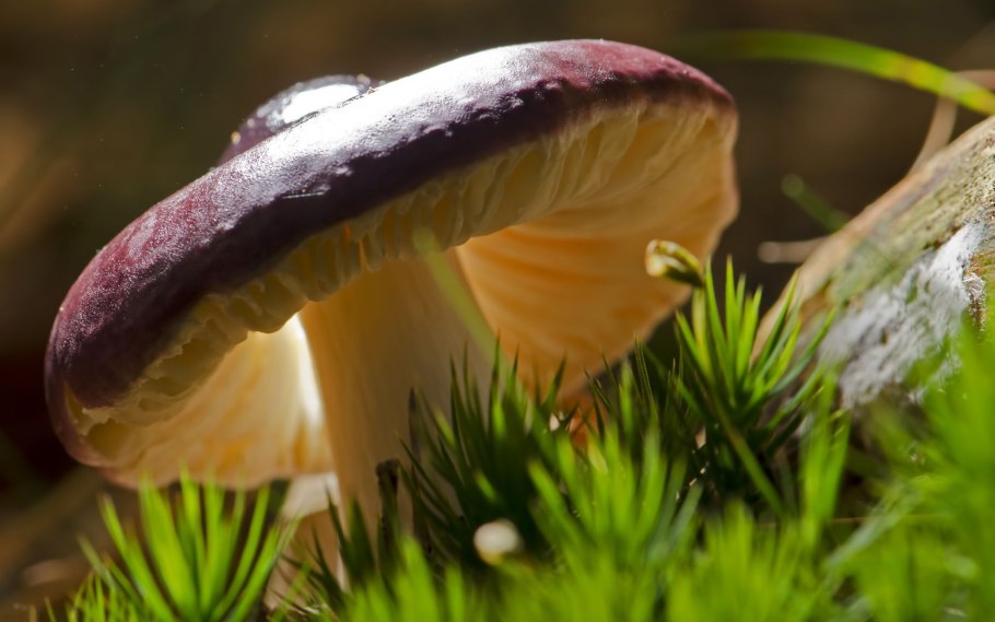 Грибы Макросъемка