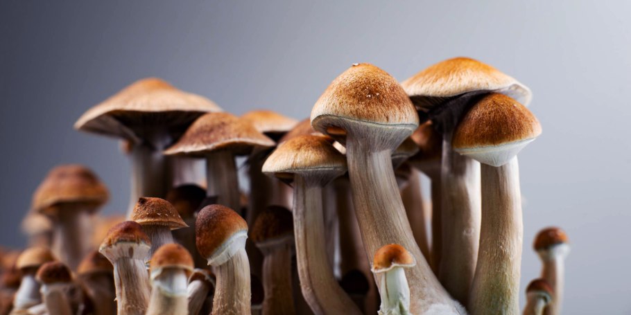 Гигантский белый гриб