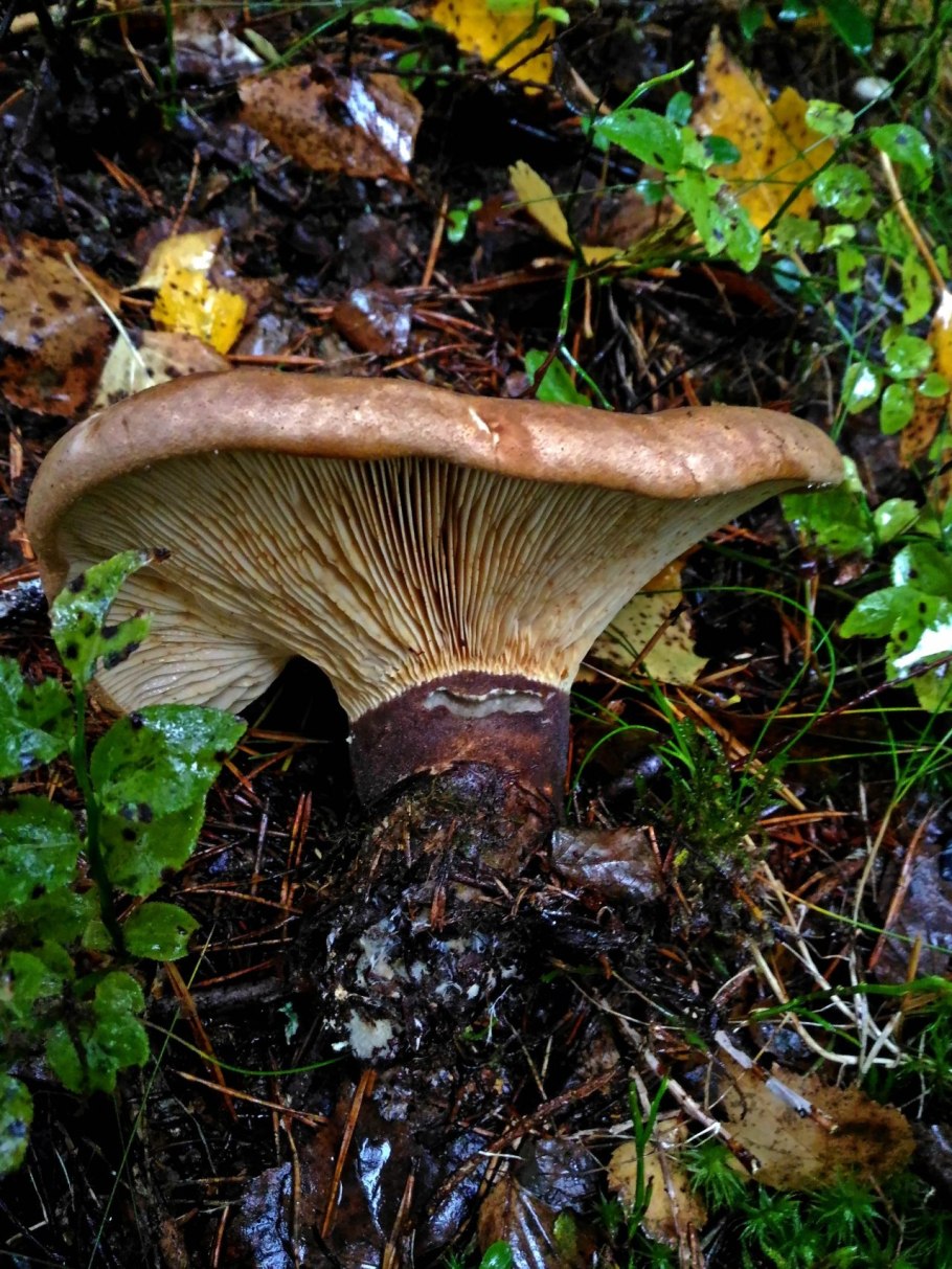 Свинушка тонкая Paxillus involutus