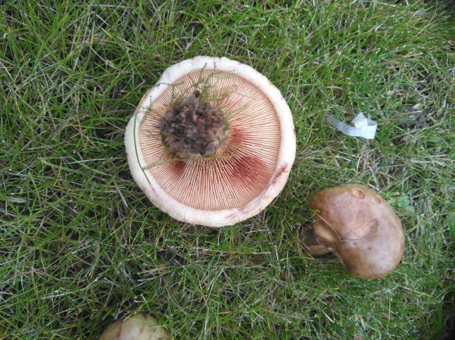 Свинухи и коровники