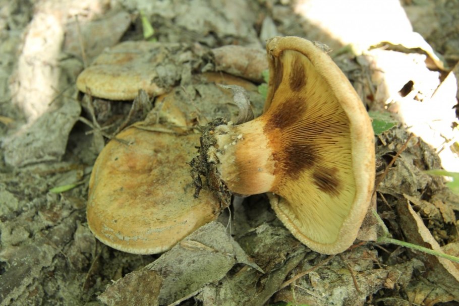 Свинушка бурый гриб