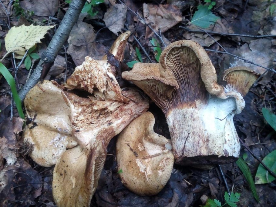 Свинушка тонкая Paxillus involutus