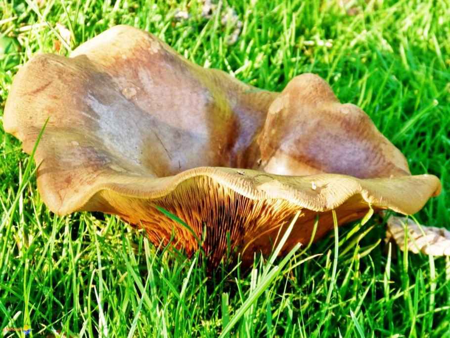 Свинушка Paxillus rubicundulus