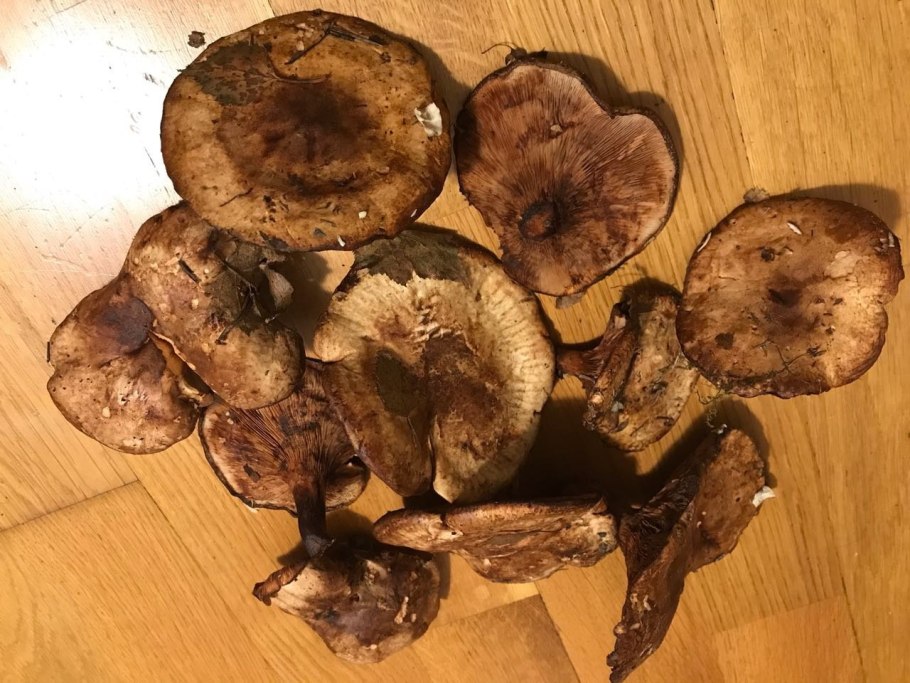 Ложные свинушки грибы