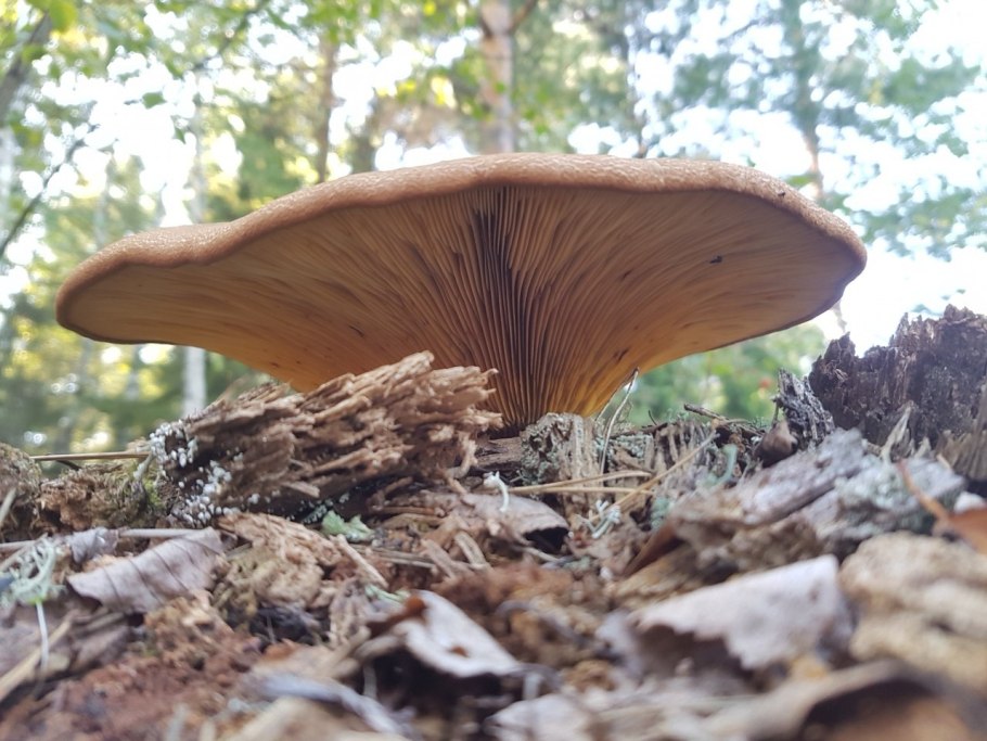 Коровяк это свинушка?