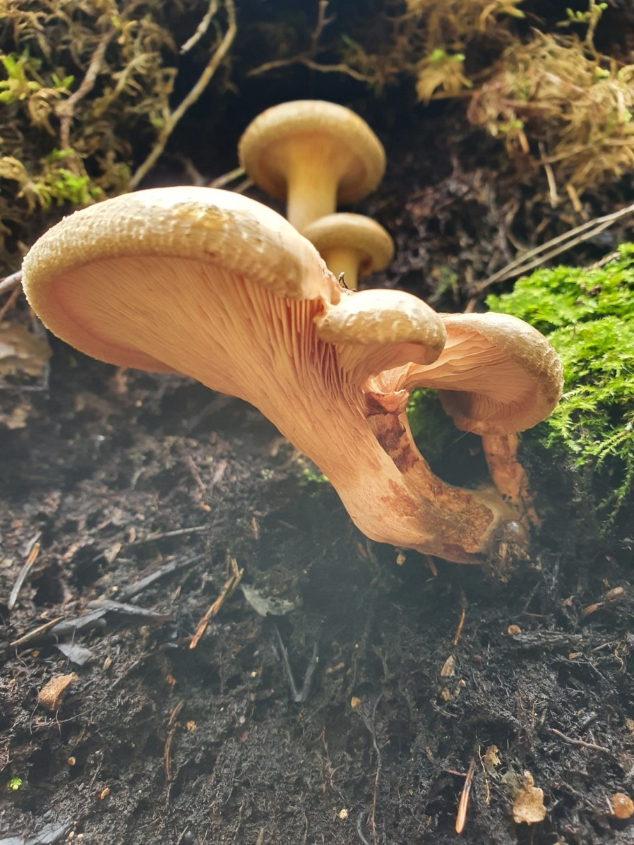 Ольховая свинушка (Paxillus filamentosus)