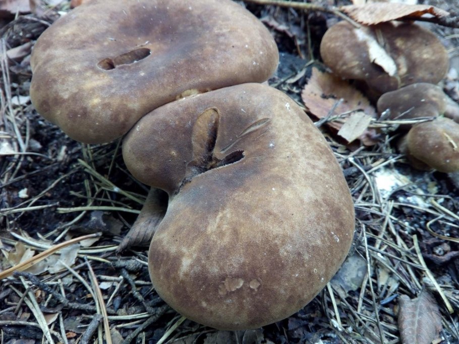 Свинушка Paxillus rubicundulus