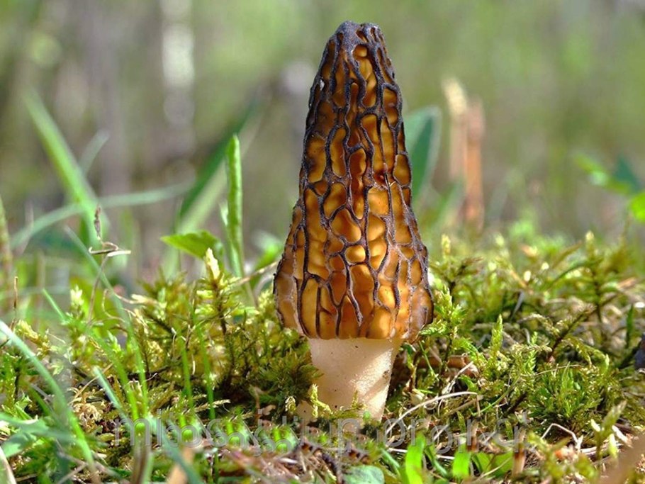 Сморчок и сморчковая шапочка