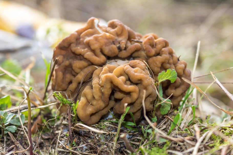 Сморчки конические грибы