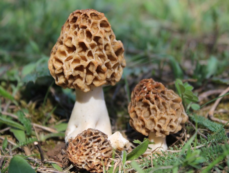 Сморчки грибы съедобные