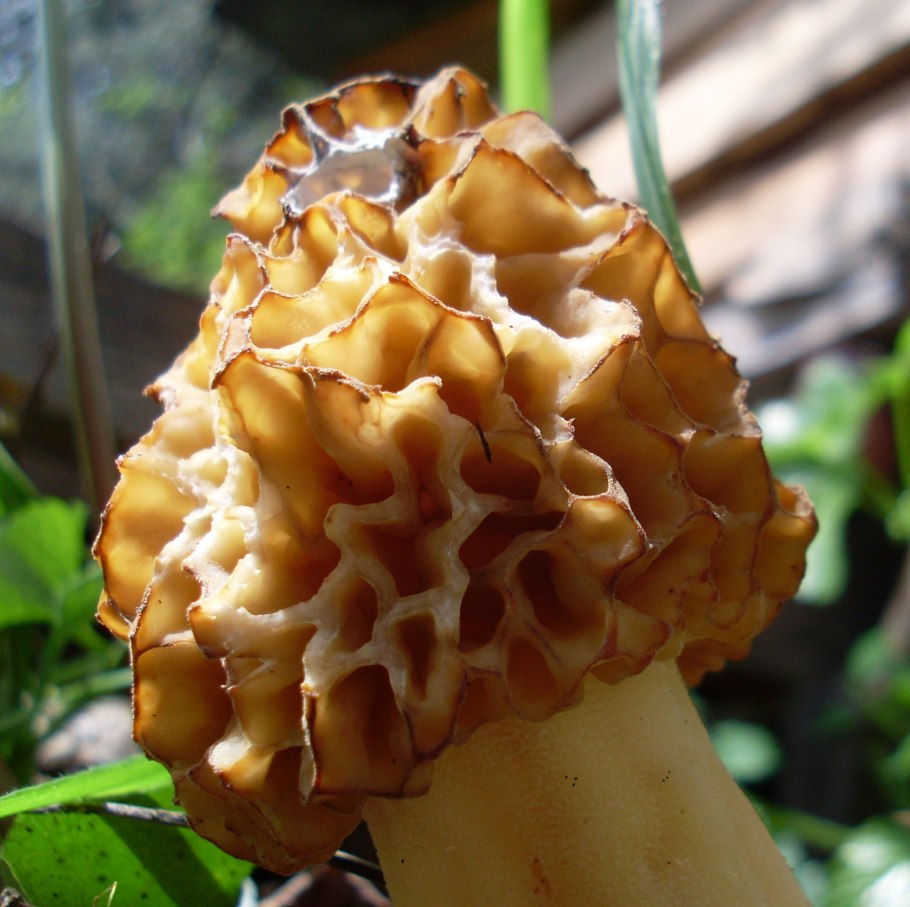 Сморчок обыкновенный съедобный