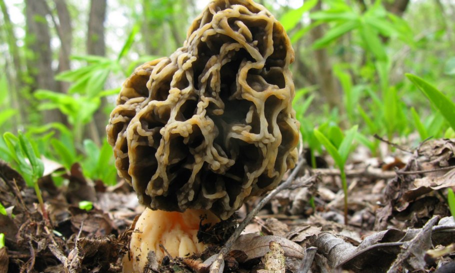 Сморчки грибы