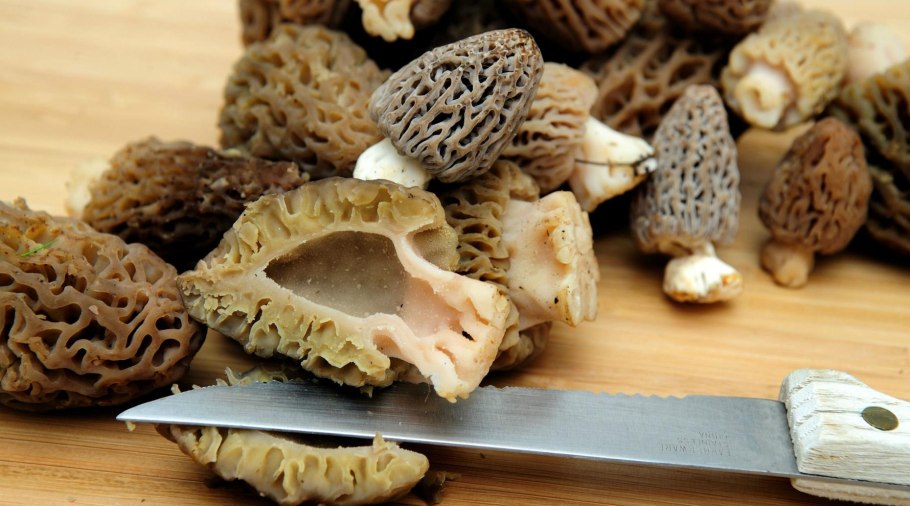 Гриб сморчок гриб строчок