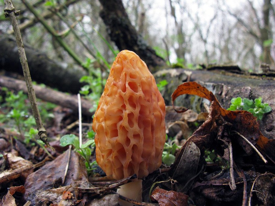 Гриб сморчок обыкновенный