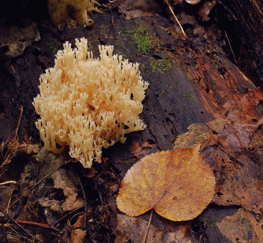 Крымский гриб Рогатик