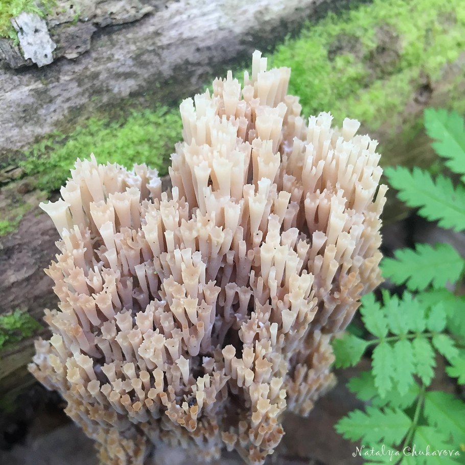 Клавикорона коробчатая