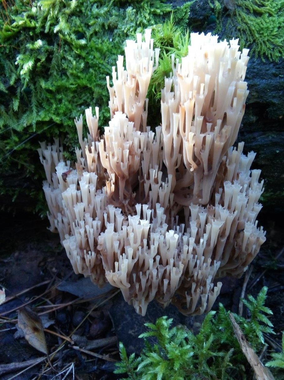 Клавикорона крыночковидная