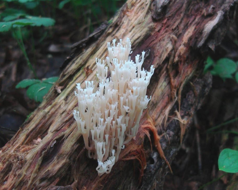 Гриб Podoserpula Miranda