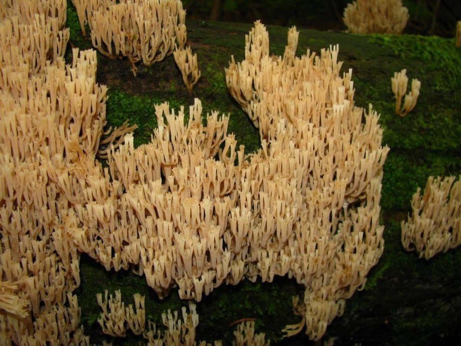 Грибы гнилушки