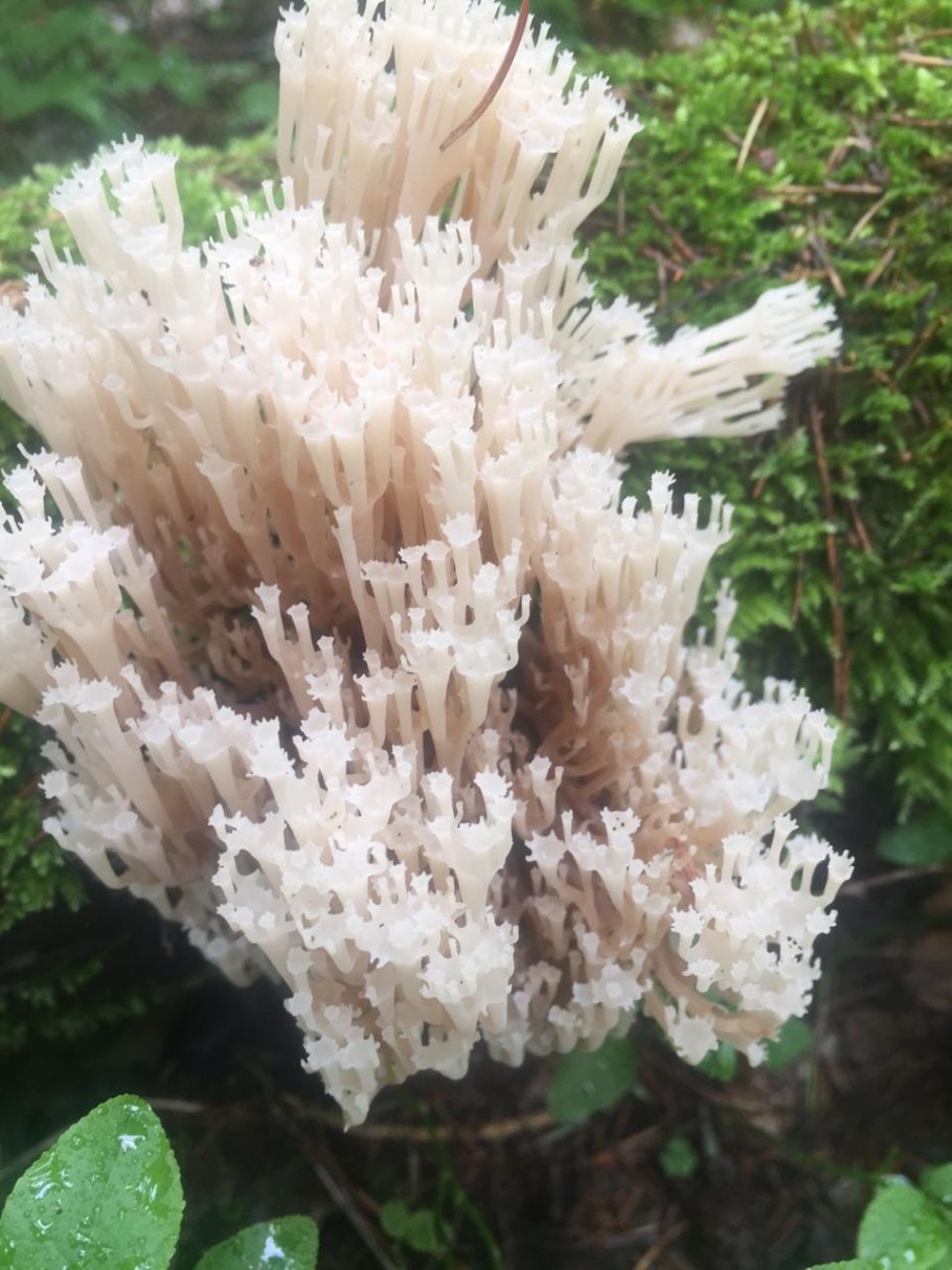 Клавикорона гриб