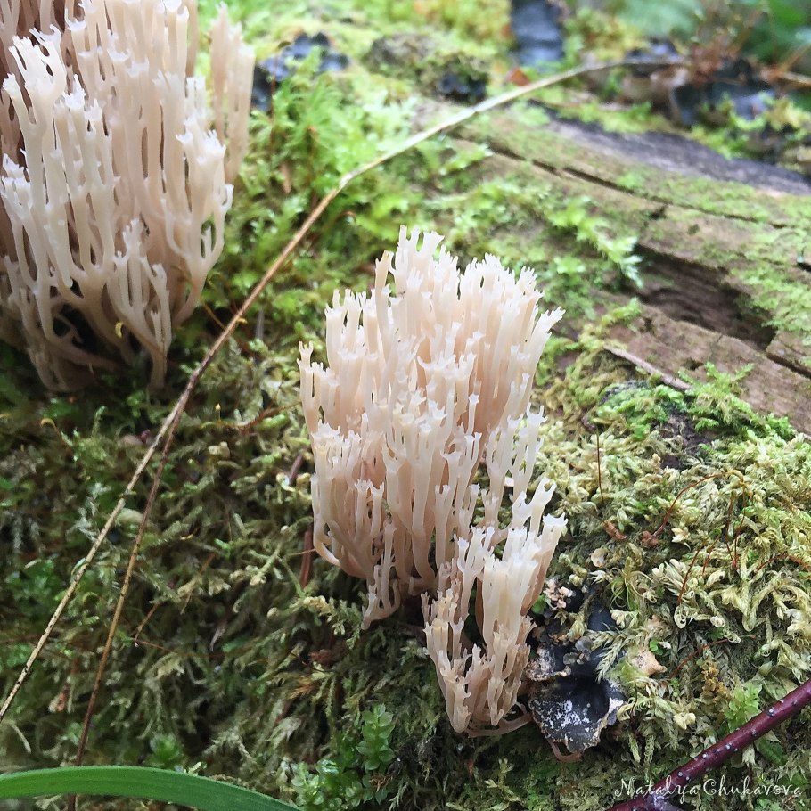 Гриб Клавикорона крыночковидная