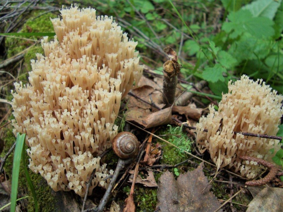 Клавикорона крыночковидная с чем можно спутать