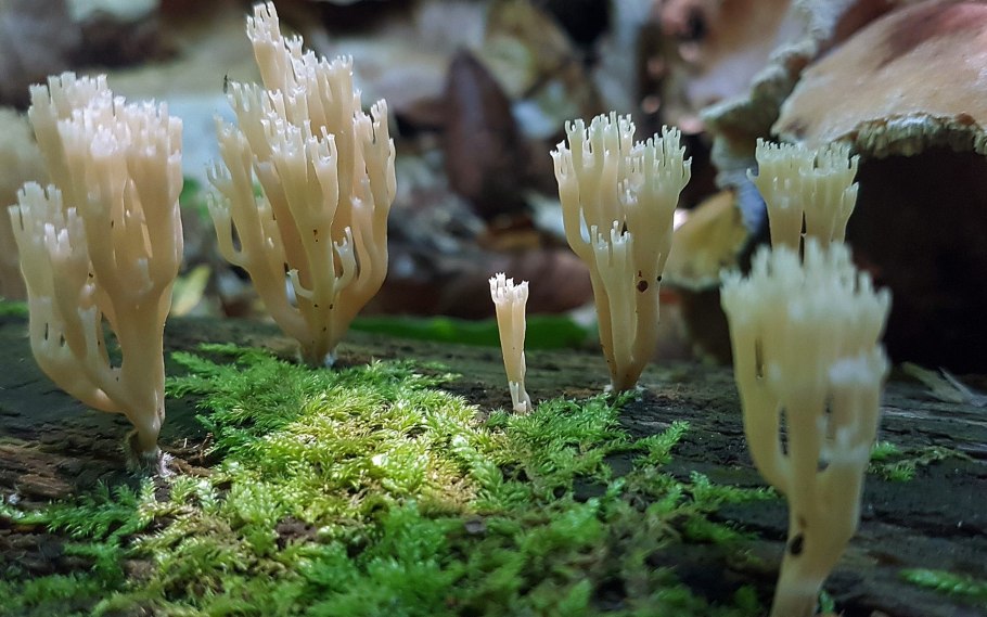 Гриб Клавикорона коробчатая