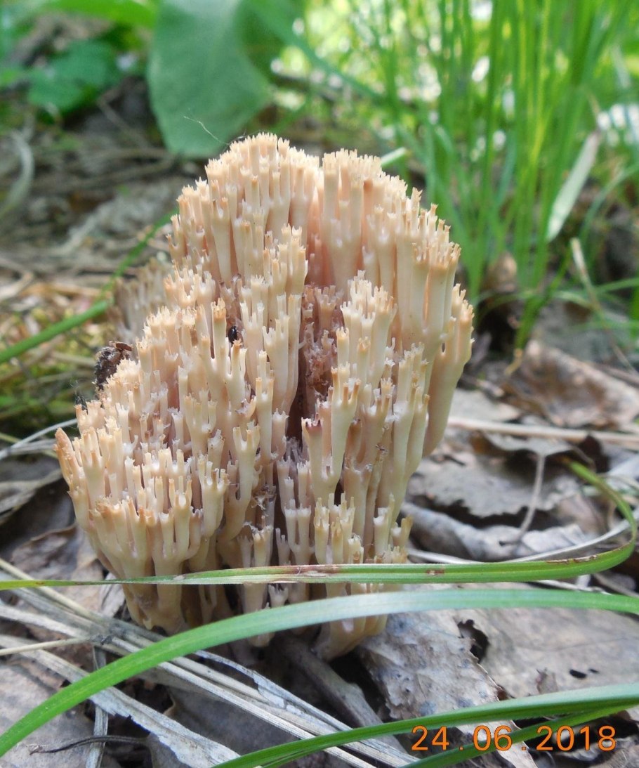 Гриб Клавикорона крыночковидная