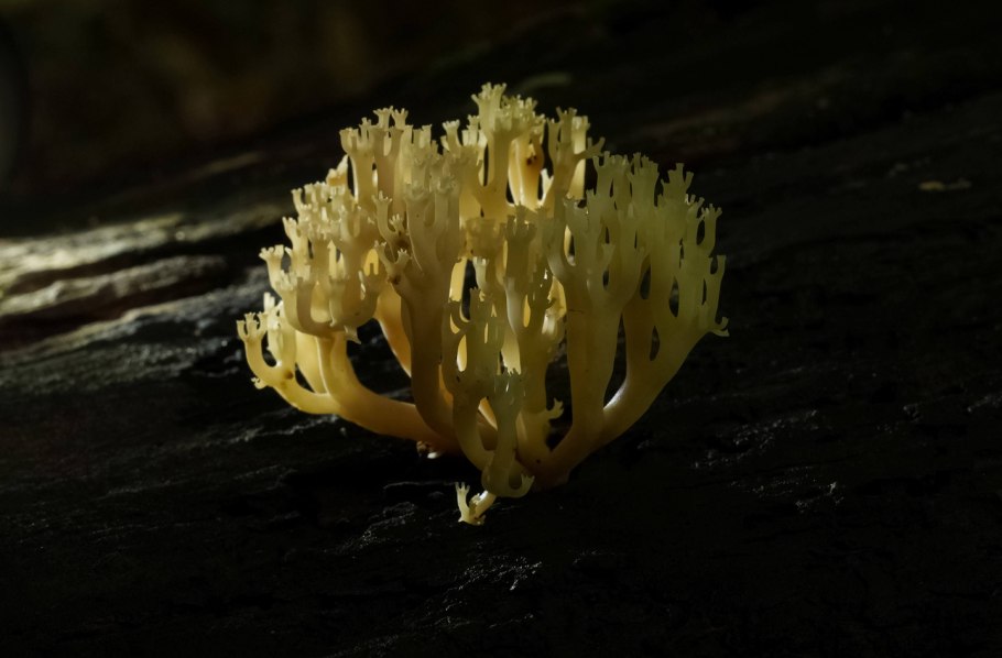 Антеридии у грибов фото