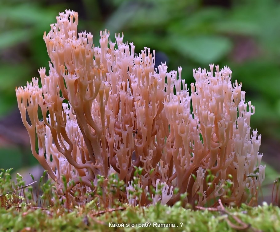 Гриб Клавикорона коробчатая